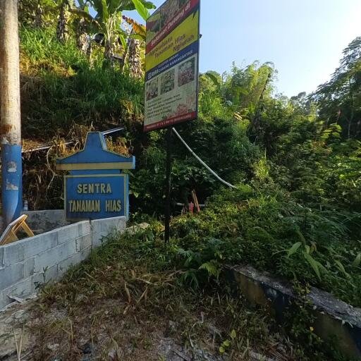Sentra Tanaman Hias Nglurah